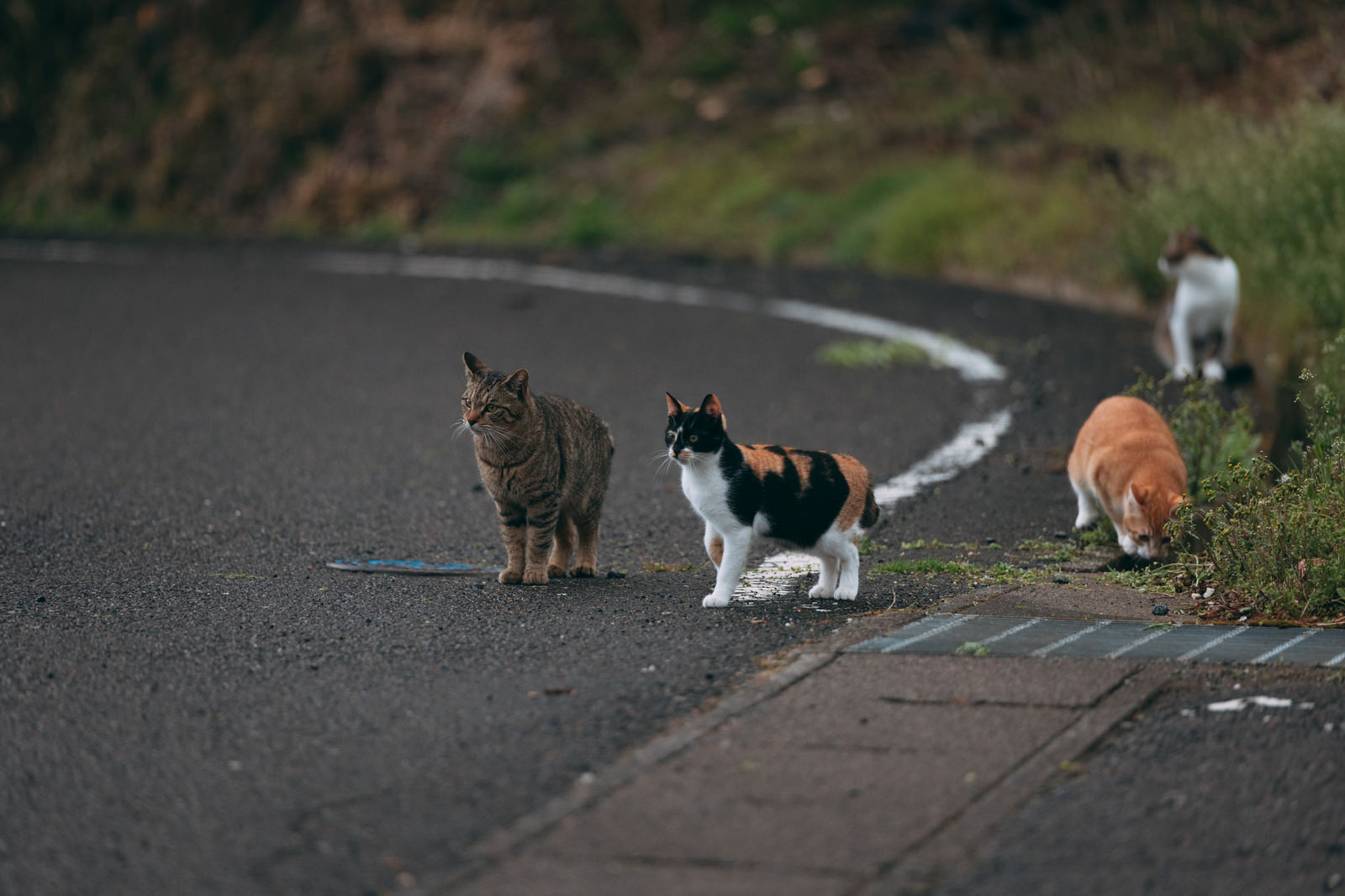 野良猫